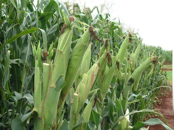 Maize farming in Kenya